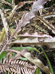 Quintinia serrata