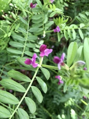 Vicia sativa