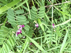 Vicia sativa