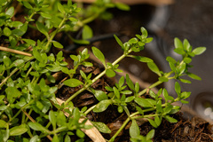 Callitriche vulcanicola