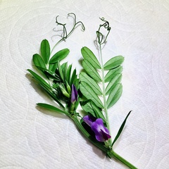 Vicia sativa