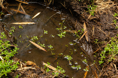 Callitriche vulcanicola