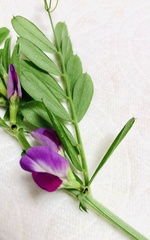 Vicia sativa