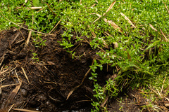 Callitriche vulcanicola