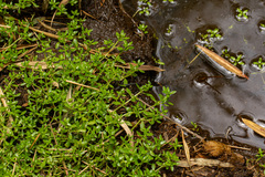 Callitriche vulcanicola