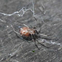 Steatoda grossa
