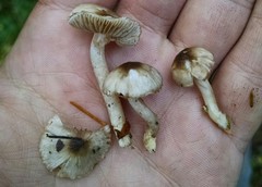 Inocybe fuscodisca