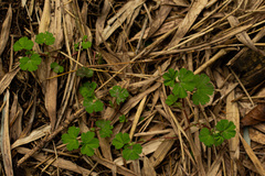 Alchemilla kiwuensis