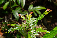 Diospyros buxifolia