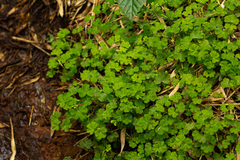 Alchemilla kiwuensis