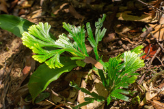 Selaginella intermedia