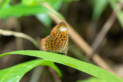 Taxila haquinus
