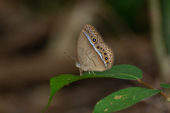 Mycalesis orseis