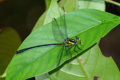 Leptogomphus risi