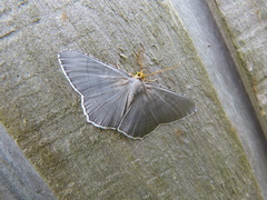 Bulonga griseosericea