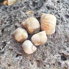 Tectarius striatus