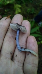 Nitida