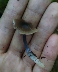 Nitida