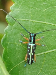 Glenea chrysomaculata