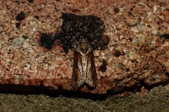 Nycteola indica