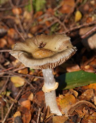 Cortinarius metallicus