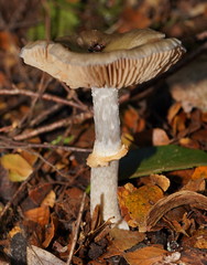 Cortinarius metallicus