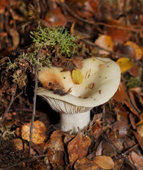 Russula marangania