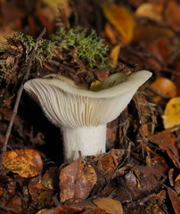 Russula marangania