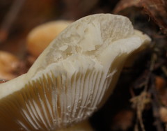 Russula marangania