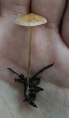 Collybiopsis confluens