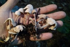 Collybiopsis confluens