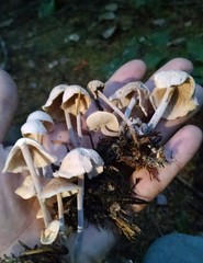 Collybiopsis confluens