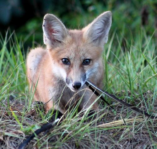 Vulpes vulpes image