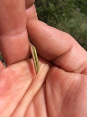 Astragalus drummondii