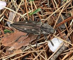 Chalcophora japonica