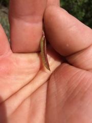 Astragalus drummondii
