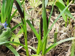 Carex melanostachya