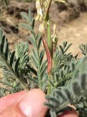 Astragalus drummondii