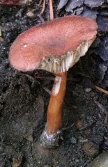 Bonomyces sinopicus