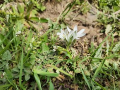 Ornithogalum navaschinii