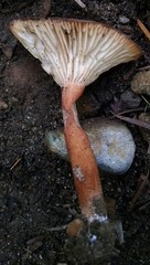 Bonomyces sinopicus