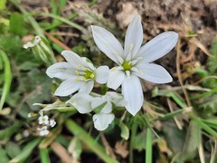 Ornithogalum navaschinii