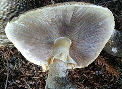 Agaricus augustus