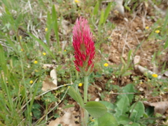 Trifolium incarnatum molinerii