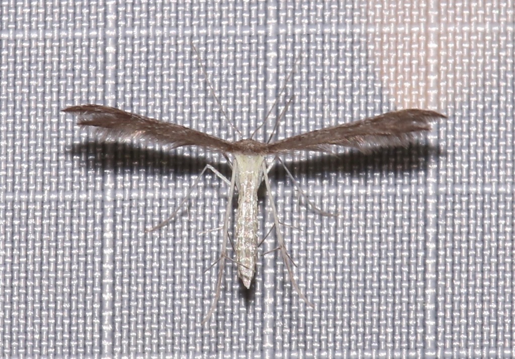 Hodges' Plume Moth