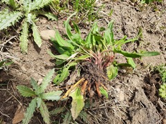 Rumex tuberosus