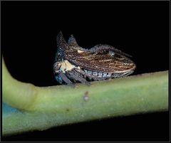 Acanthuchus trispinifer