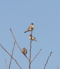 Passer montanus