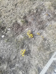 Tussilago farfara