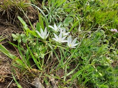 Ornithogalum navaschinii